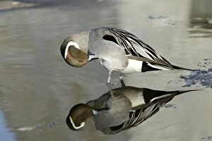Images Dated 25th February 2004: Pintail - preening