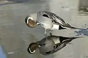 Pintail - preening