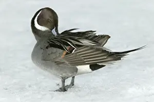 Pintail - preening