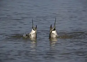 Dabbling Prints: Pintails - Two male feeding by upending. Seed-eaters