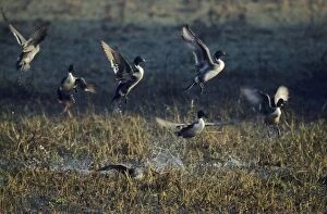 Images Dated 10th November 2005: Pintails - taking-off, Keoladeo National Park, Bharatpur, India