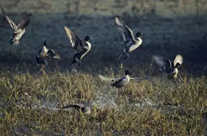 Pintail Prints: Pintails - taking-off, Keoladeo National Park, Bharatpur, India