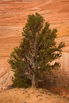 Pinyon Prints: Pinyon and Escalante cross-bedding - a small Pinyon tree growing in Zebra slot canyon - Zebra Canyon