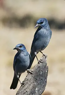 Pinyon Jay