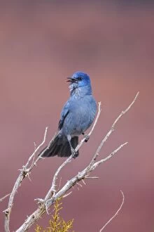 Jays Gallery: Pinyon Jay - perched in dead branches of a juniper singing