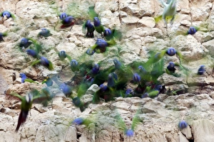 Images Dated 28th August 2006: pione a tete bleue a la falaise d'argile pour manger de la terre