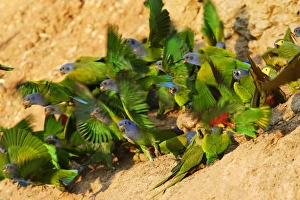 Images Dated 30th August 2006: pione a tete bleue a la falaise d'argile pour manger de la terre