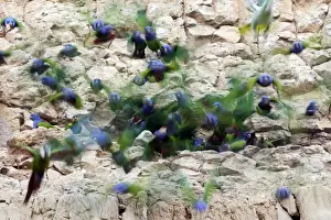 Clay Lick Prints: pione a tete bleue a la falaise d'argile pour manger de la terre