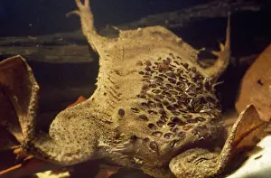 Toads Prints: Pipa Pipa Toad - young emerging from back of female