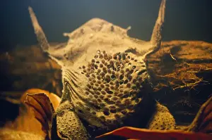 Pipa Pipa Toad - young emerging from back of female. Amazon