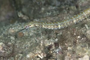 Images Dated 27th September 2013: Pipefish