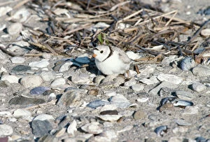 Waders Collection: Piping Plover - on nest with eggs Threatened species