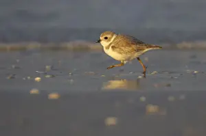 Mudflat Prints: Piping Plover - running across mudflats, Fort de Soto, florida, USA BI001991