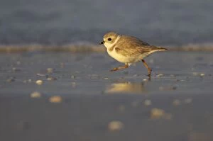 Images Dated 21st March 2006: Piping Plover - running across mudflats, Fort de Soto, florida, USA BI001991