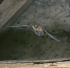 Pipistrell Bat - In flight in rooftop loft