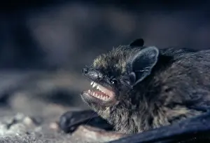 Pipistrelle Bat