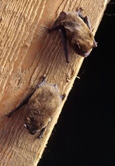 Images Dated 7th March 2007: Pipistrelle Bat