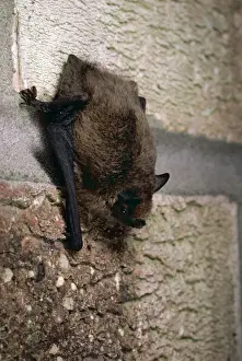 Farm Buildings Prints: Pipistrelle Bat GET 209 Lincolnshire England Pipistrellus pipistrellus © Geoff Trinder / ARDEA LONDON