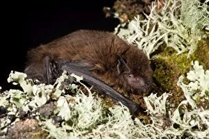 Images Dated 16th November 2006: Pipistrelle Bat - UK