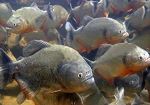 Piranha Gallery: piranha