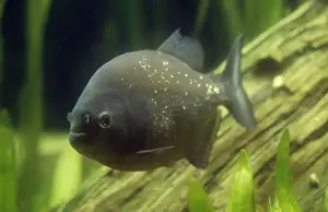 Piranha