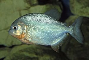 Images Dated 19th July 2008: Piranha - freshwaters South America