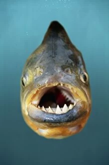 PIRANHA - Red-Bellied Piranha, showing teeth and mouth