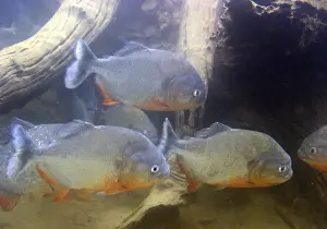 Piranha - underwater