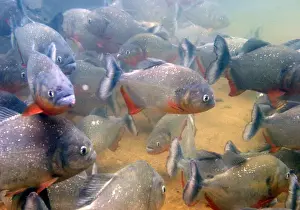 Piranha - underwater Venezuela