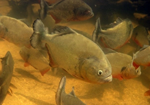 Images Dated 26th April 2004: Piranha - underwater Venezuela