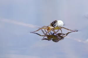 Images Dated 19th August 2012: Pirate Wolf Spider - on water with Egg Sack - Cornwall, UK
