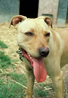 Temperature Control Collection: Pit Bull Terrier Dog