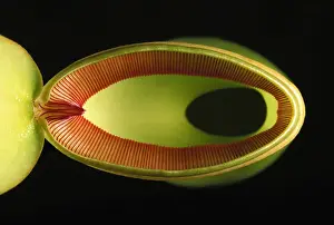 Pitcher Plants Prints: Pitcher Plant - from above