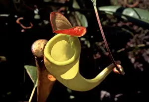 Pitcher Plants Prints: Pitcher Plant AW 5870 Southern Madagascar Nepenthes sp