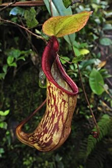 Images Dated 1st December 2008: Pitcher plant - carnivorous plant