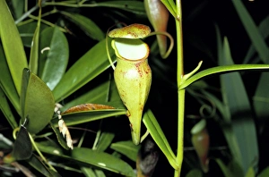 Images Dated 31st January 2011: Pitcher Plant DWG 609 Seychelles Nepenthes pervillei © D. W. Greenslade / ardea.com