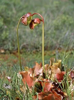 Images Dated 9th December 2008: Pitcher Plant - insectivorous