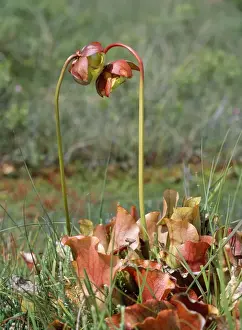 Pitcher Plant - insectivorous
