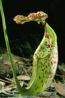 Borneo Prints: Pitcher Plant - Kinabalu National Park, Sabah, Borneo, Malaysia JPF29965