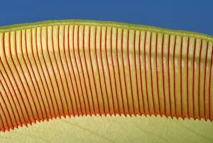 Images Dated 1st May 2007: Pitcher Plant - the top of the pitcher are covered with downward facing hairs meant to prevent
