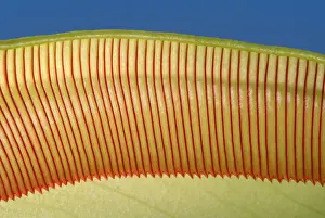 Pitcher Plant - the top of the pitcher are covered with downward facing hairs meant to prevent the preys from going up