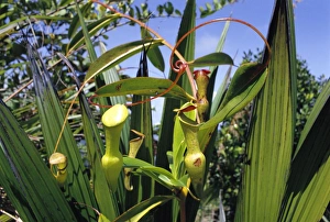 Images Dated 31st January 2011: Pitcher Plant PS 5871 Insect eating, Seychelles endemic. Nepenthes pervillei © Peter Steyn