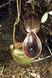 Pitcher Plants Prints: Pitcher Plant - showing water inside Mt. Mulu Sarawak, Borneo
