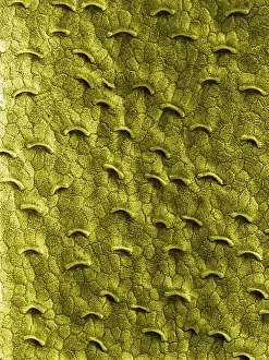 Texture Prints: Pitcher Plant - the smooth and slippery surface of the upper part of the pitcher prevents insects from going up