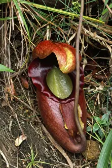Pitcher Plants Prints: Pitcher Plant - worlds largest carnivorous plant. Endemic to Mount Kinabalu. Borneo