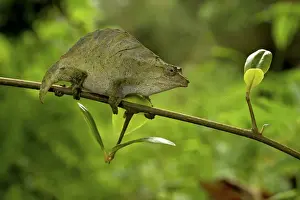 Pitless Pygmy Chameleon - adult female on a branch - Tanzania - Africa