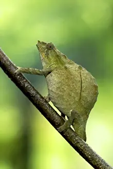 Pitless Pygmy Chameleon - adult female on a branch - Tanzania - Africa