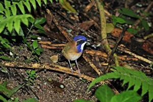 Images Dated 14th October 2008: Pitta-like Ground Roller