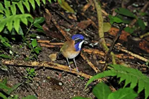 Pitta-like Ground Roller - Masoala National Park - Madagascar