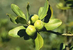 Seed Dispersal Prints: Pittosporum A 010 Fruit Pittosporum tobira © ARDEA LONDON